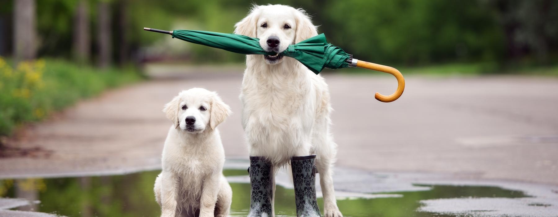 two dogs holding a stick in water
